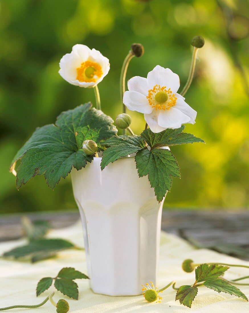 Herbstanemonen (Anemone japonica 'Königin Charlotte')