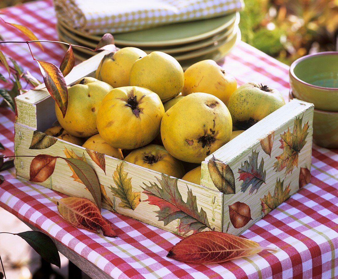 Quince in wooden box decorated with autumn leaves