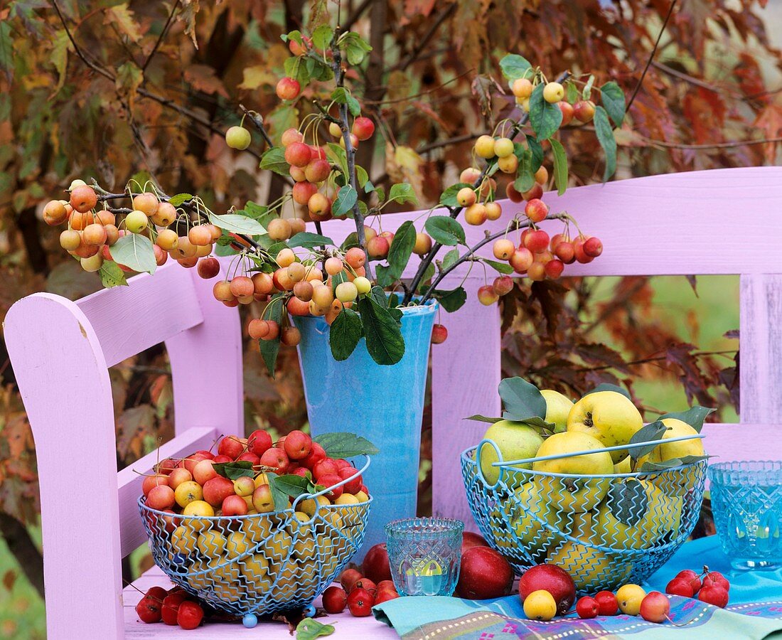 Ornamental apple branches, ornamental apples, apples & quinces
