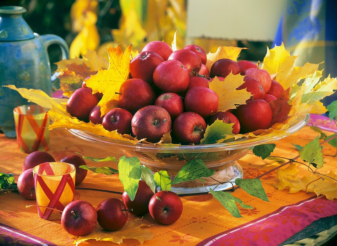 Glass bowl of maple foliage (Acer) and red apples (Malus)
