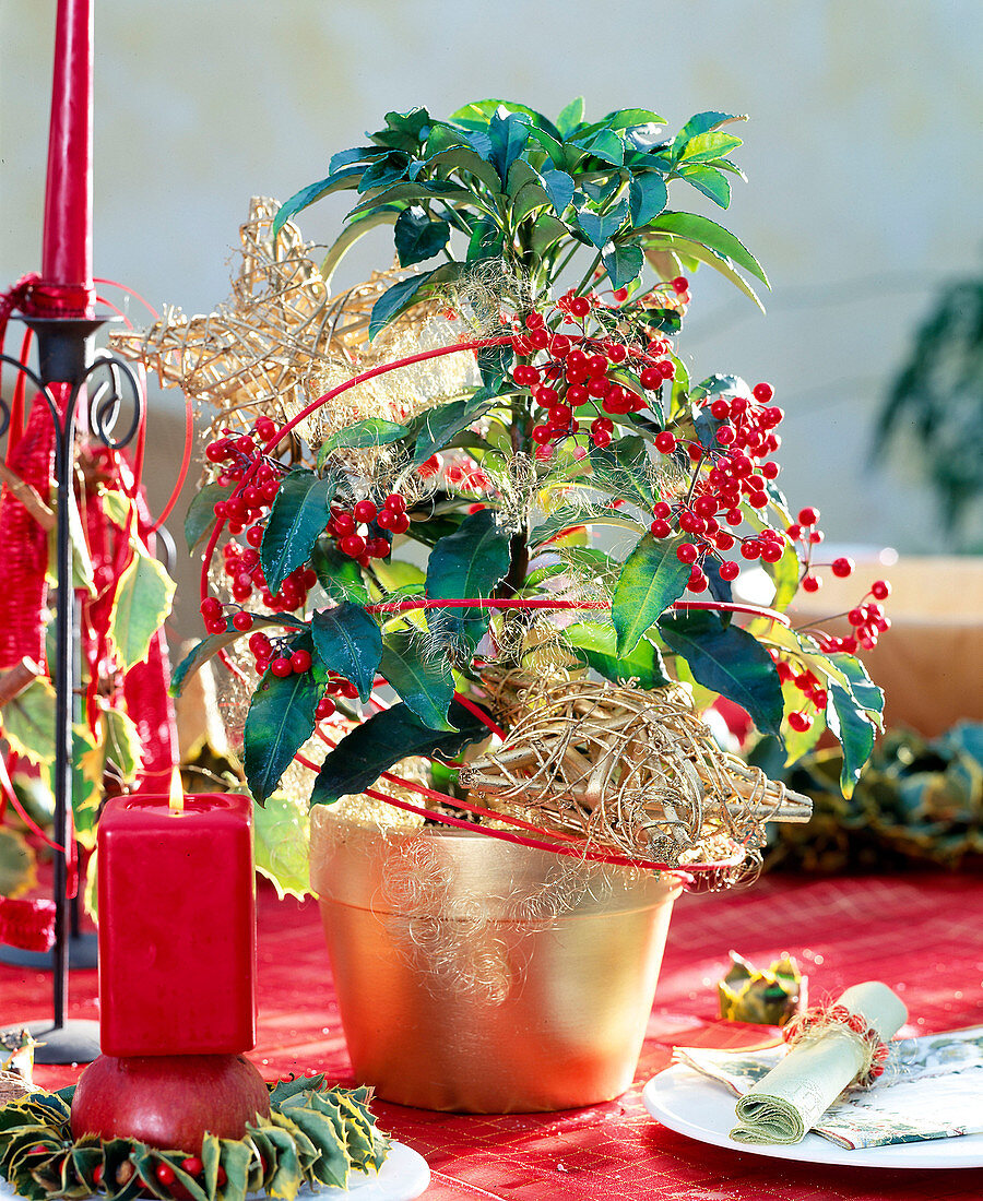 Coral ardisia with Christmas decorations