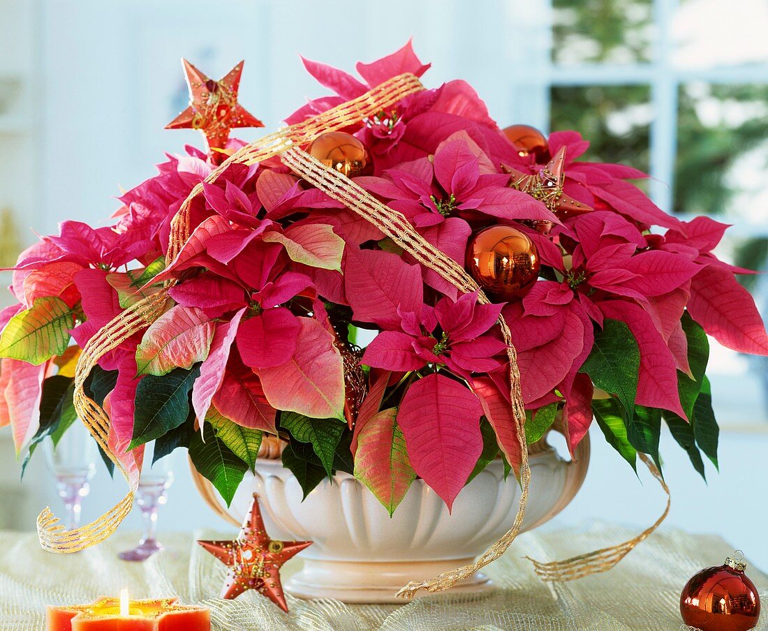 Poinsettia, variety 'Cortez Hot Pink'