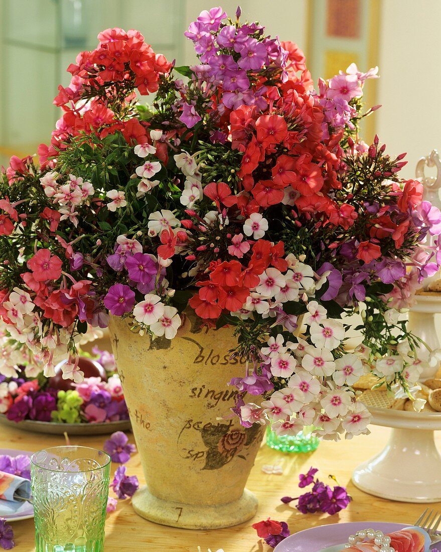 An arrangement of Phlox