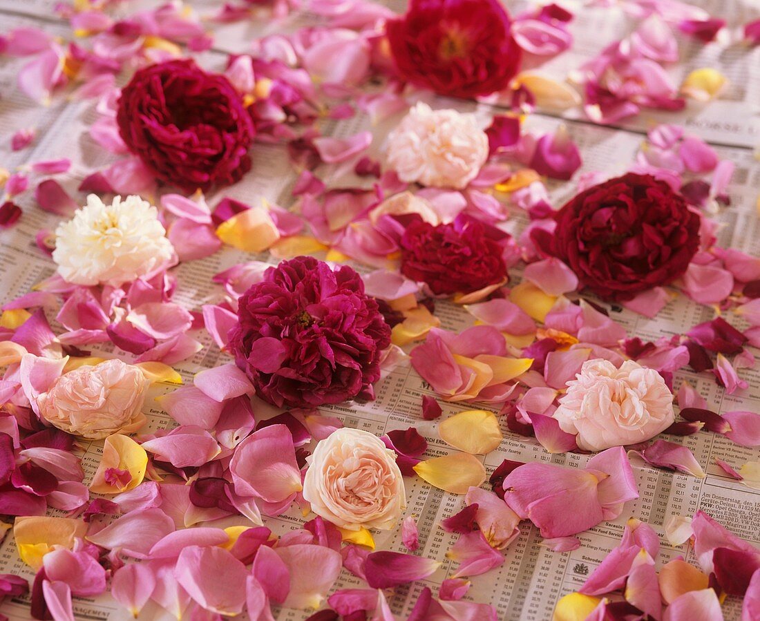 Roses lying on newspaper to dry