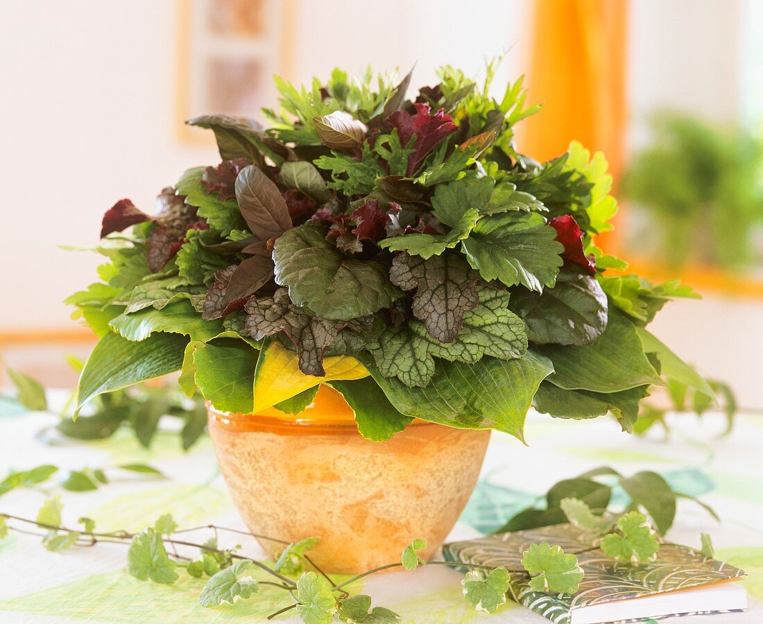 Arrangement of foliage (Heuchera, Hosta etc.)