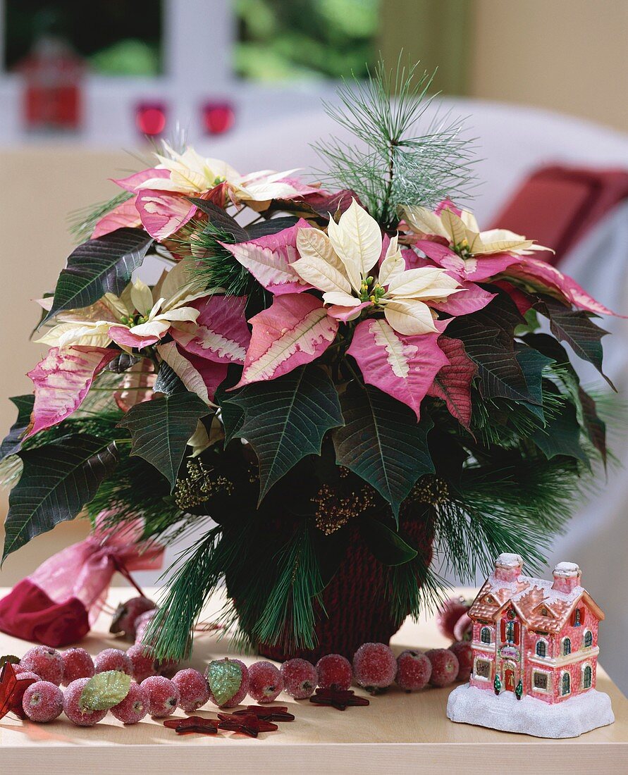 Poinsettia 'Fantasiestern' (Euphorbia pulcherrima)