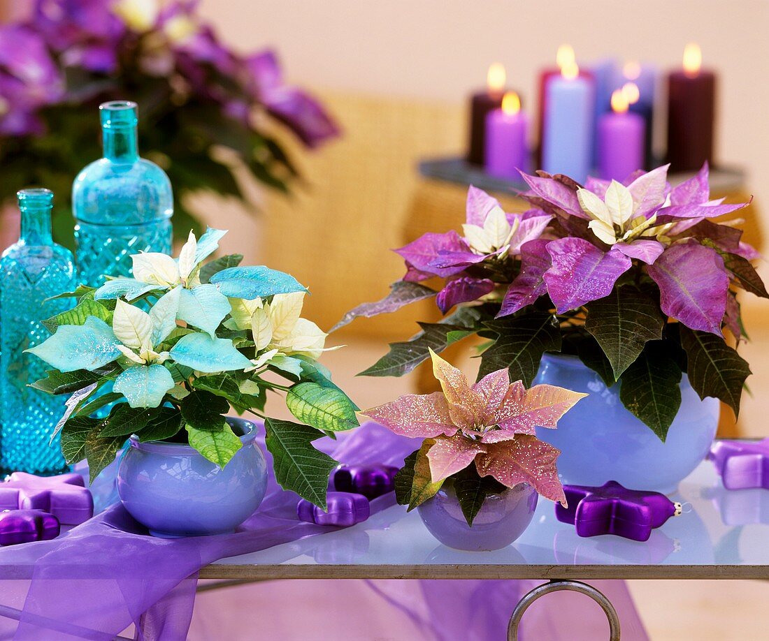 Coloured Poinsettias