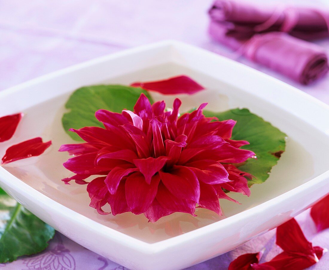 Pinky-red dahlia in water with Bergenia leaves