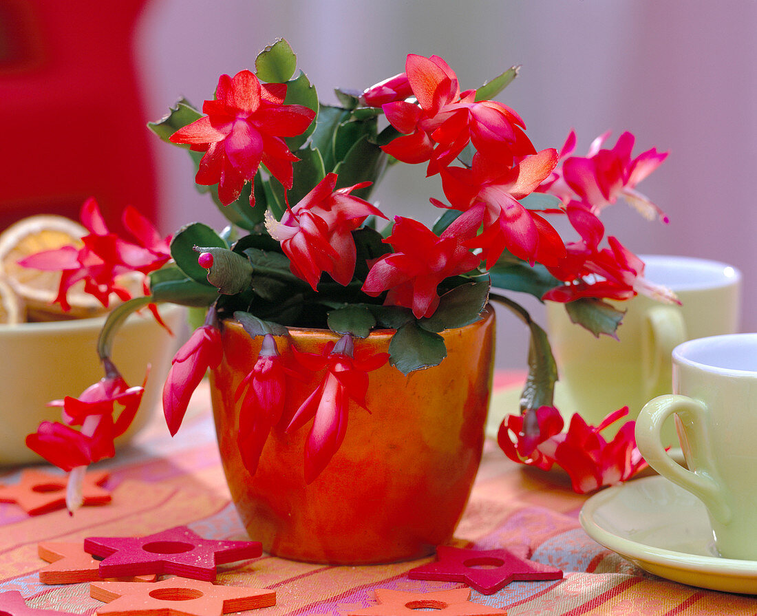 Red Christmas cactus in shiny metallic cache-pot