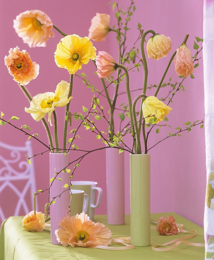 Shirley poppies with birch twigs