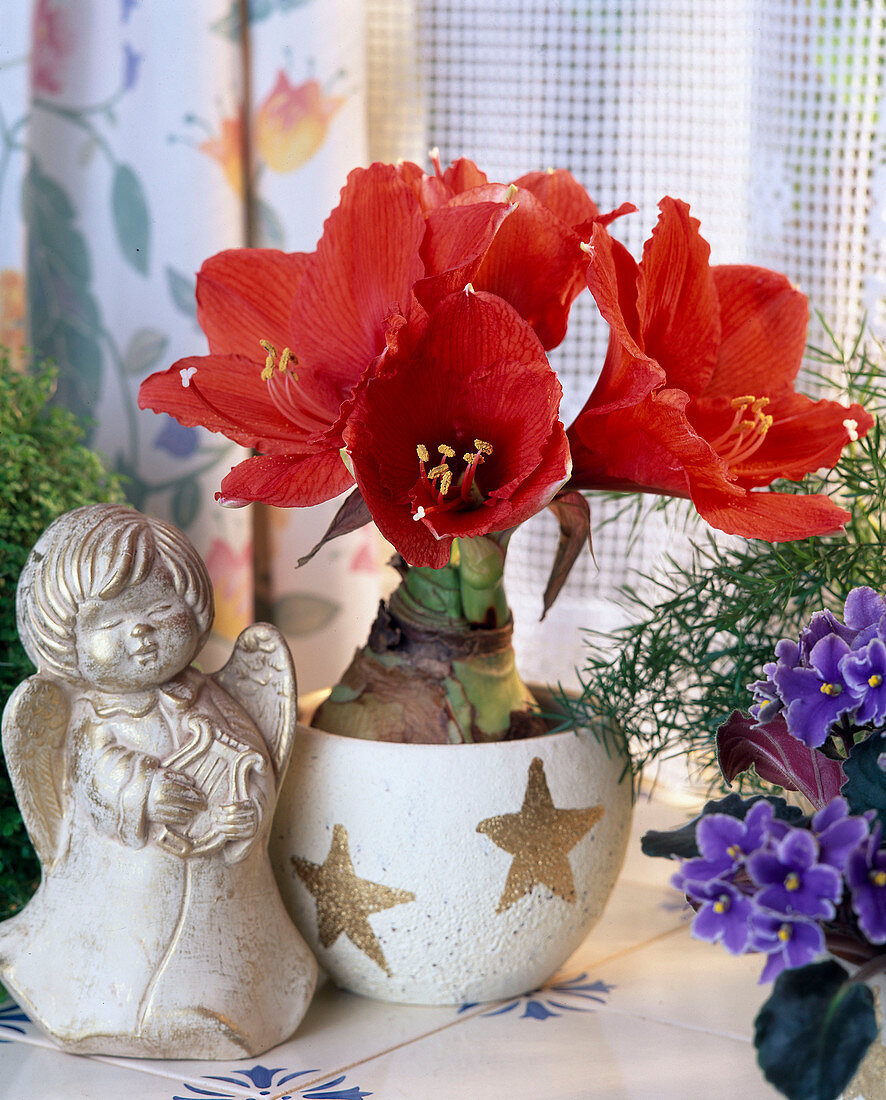Amaryllis in a Christmassy cache-pot