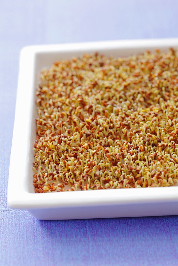 Cress sprouts