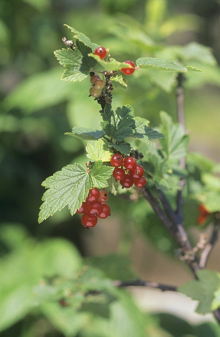 Rote Johannisbeeren am Strauch