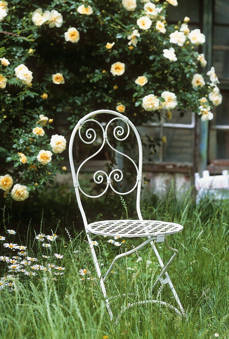 Garden chair in front of rose bush