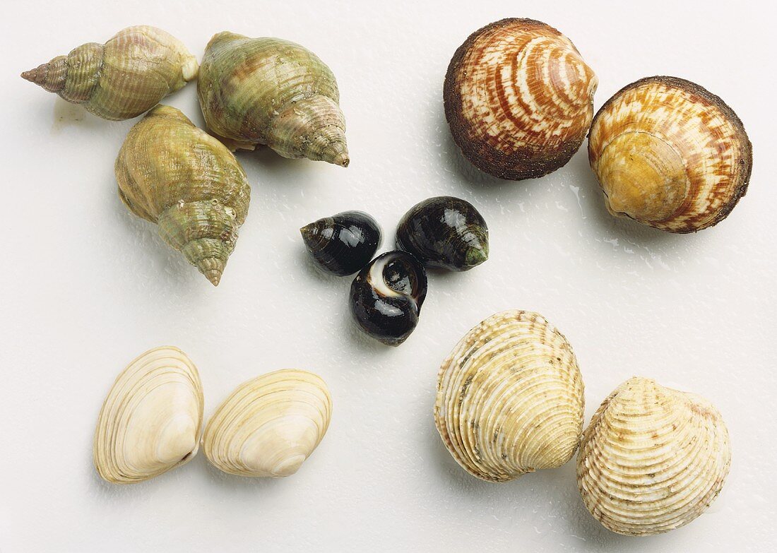 Shellfish and snails