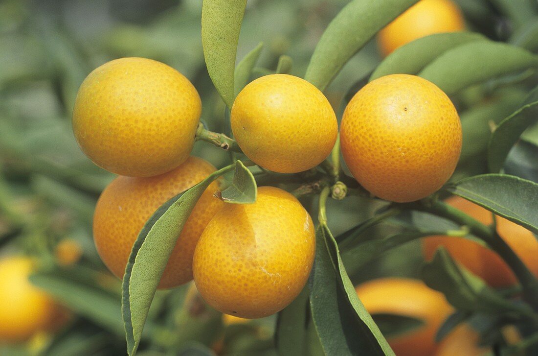 Kumquats on the tree