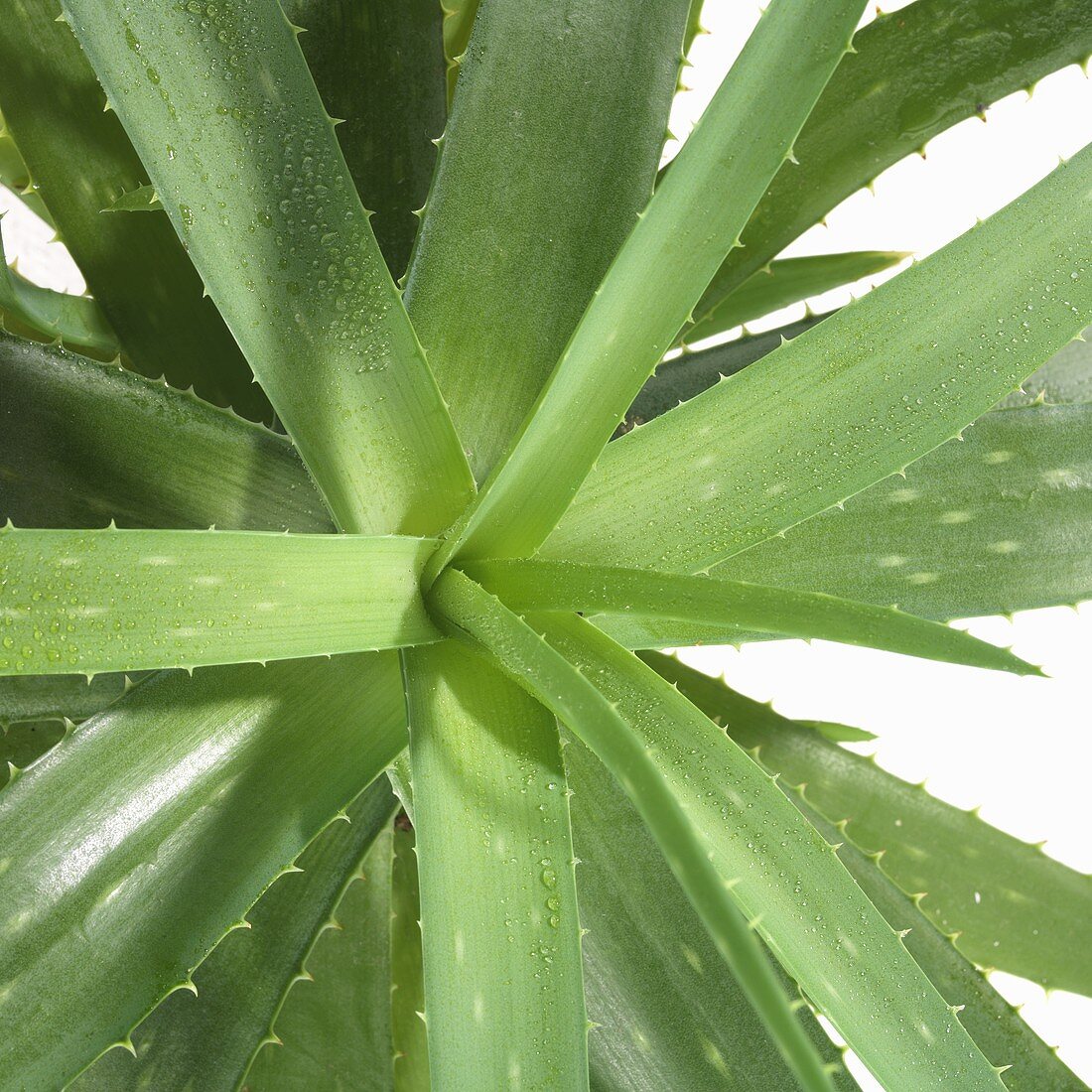 Aloe vera (close-up)