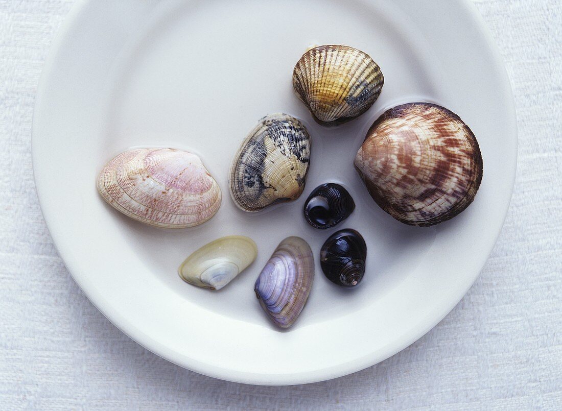 Various types of shellfish
