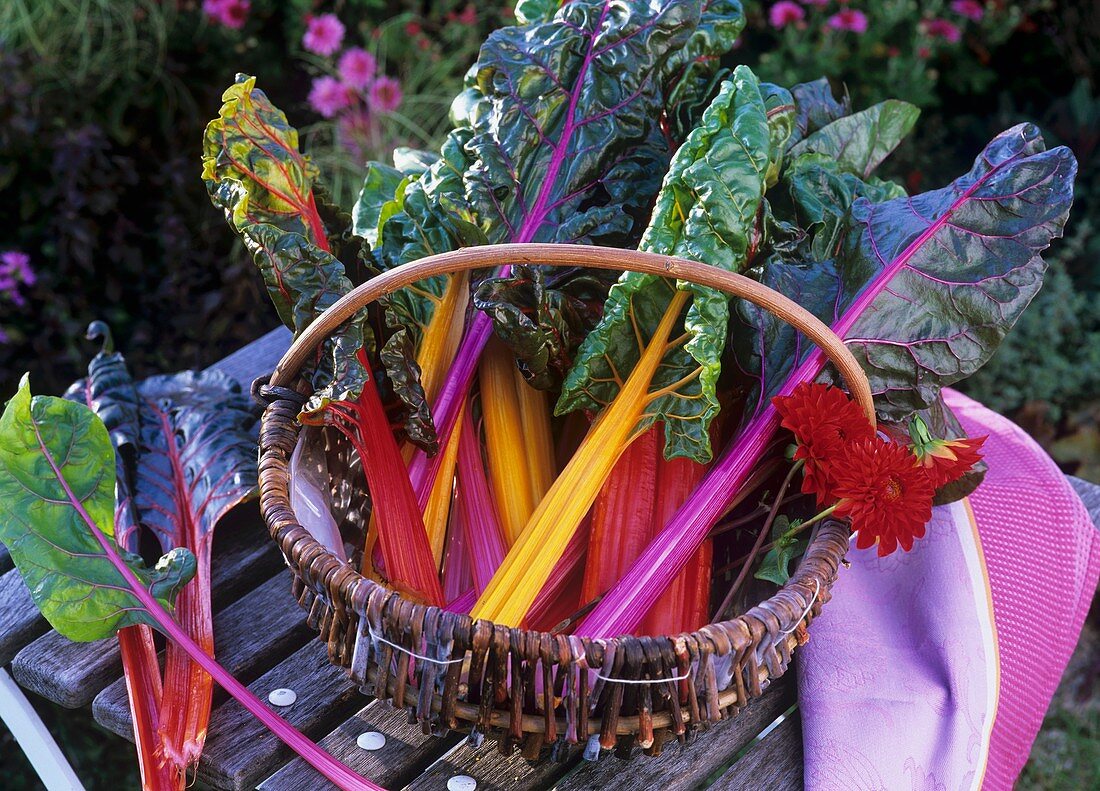 Chard with coloured stems in a wicker basket