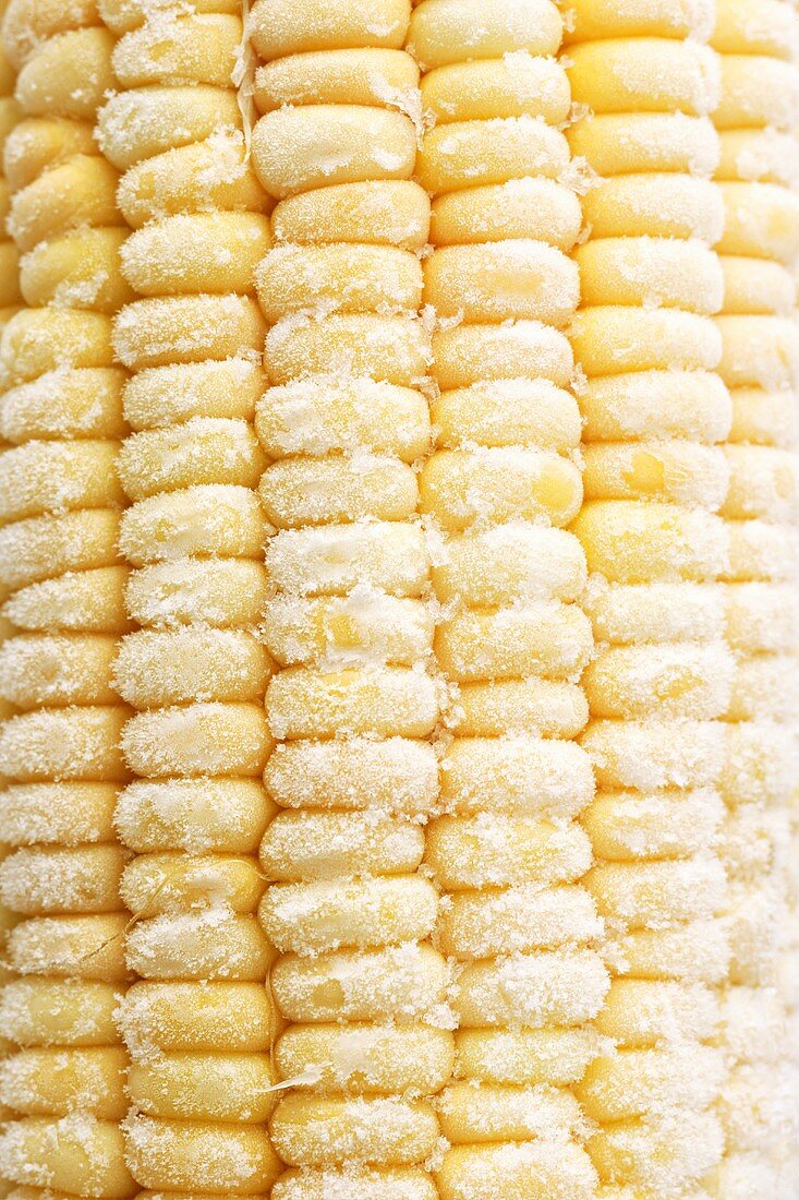 Frozen corn on the cob (close-up)