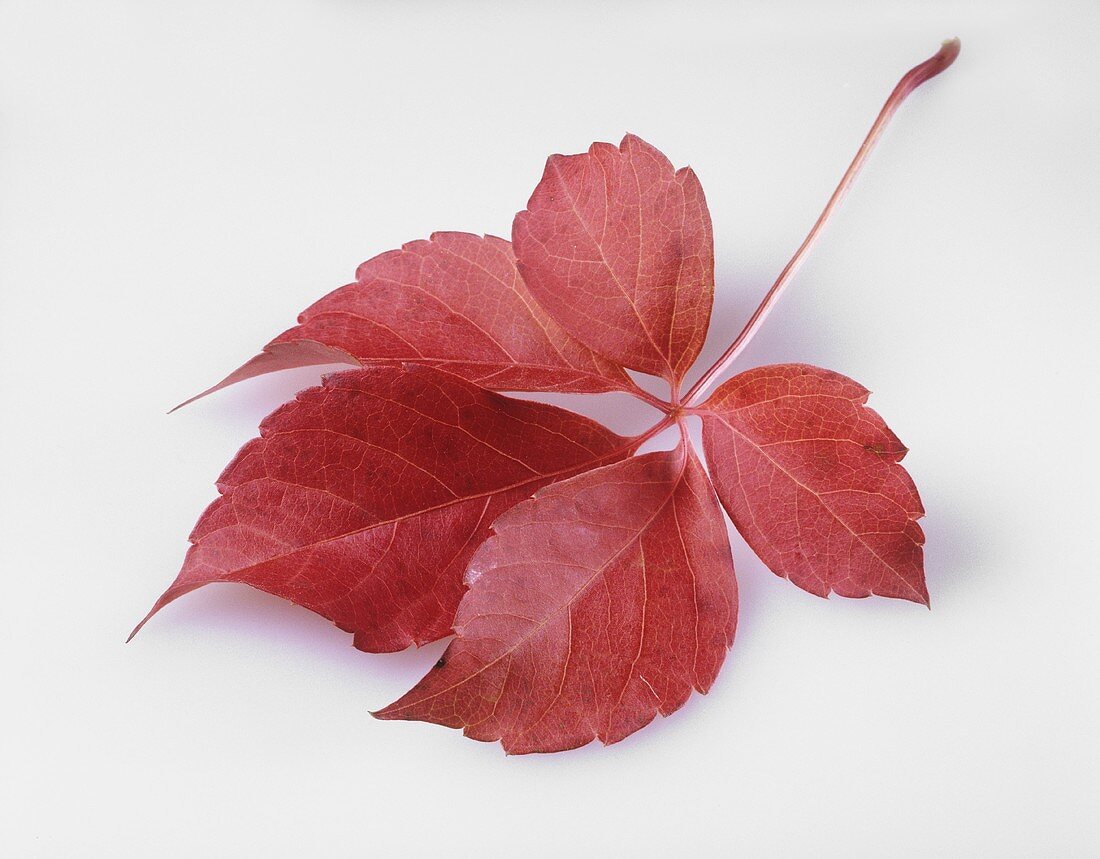 Red autumn leaf (Boston ivy)