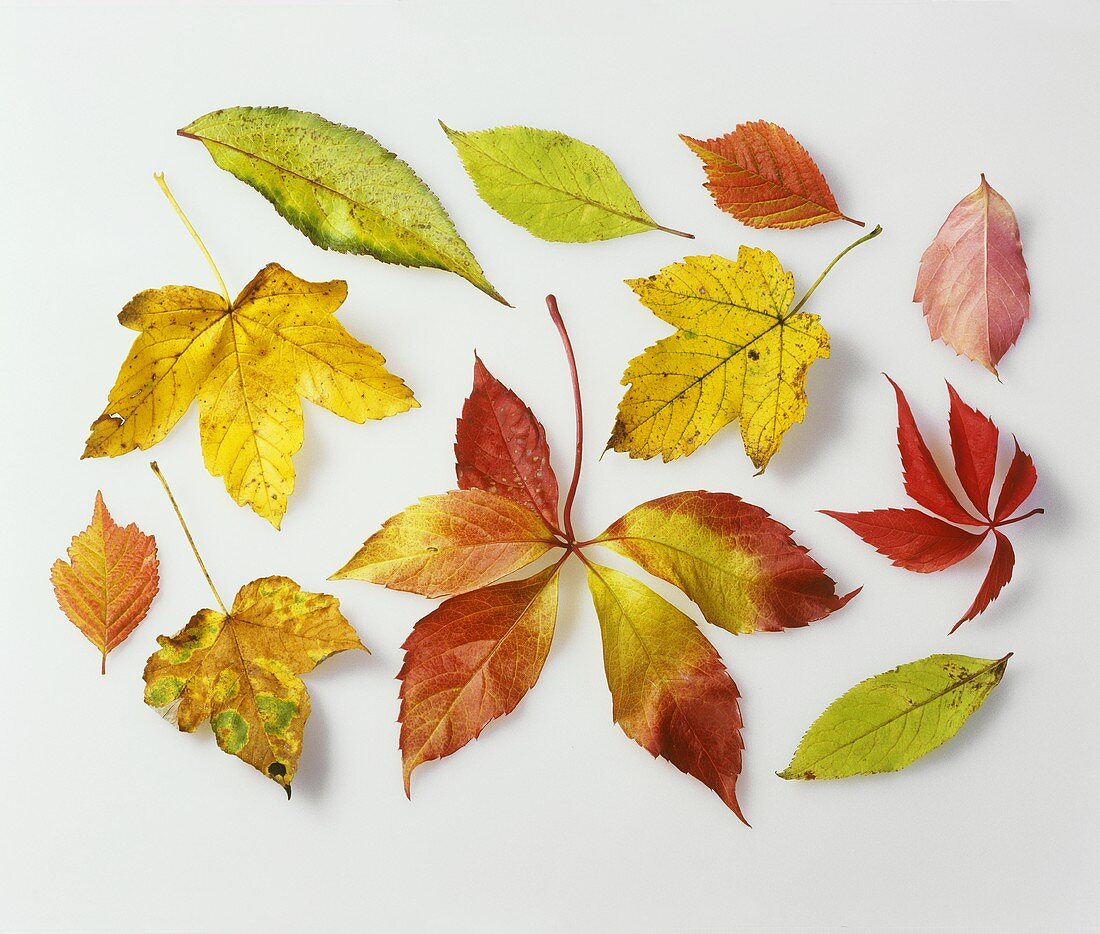 Various autumn leaves