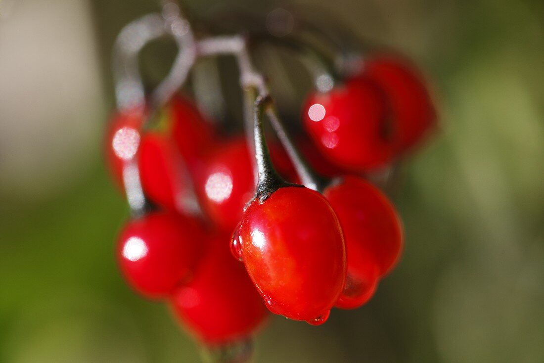 Cranberries am Strauch