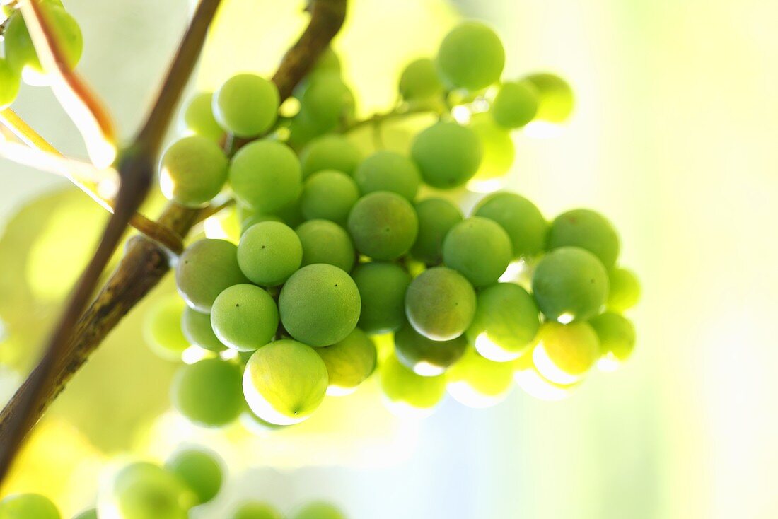 Grüne Weintrauben an der Rebe