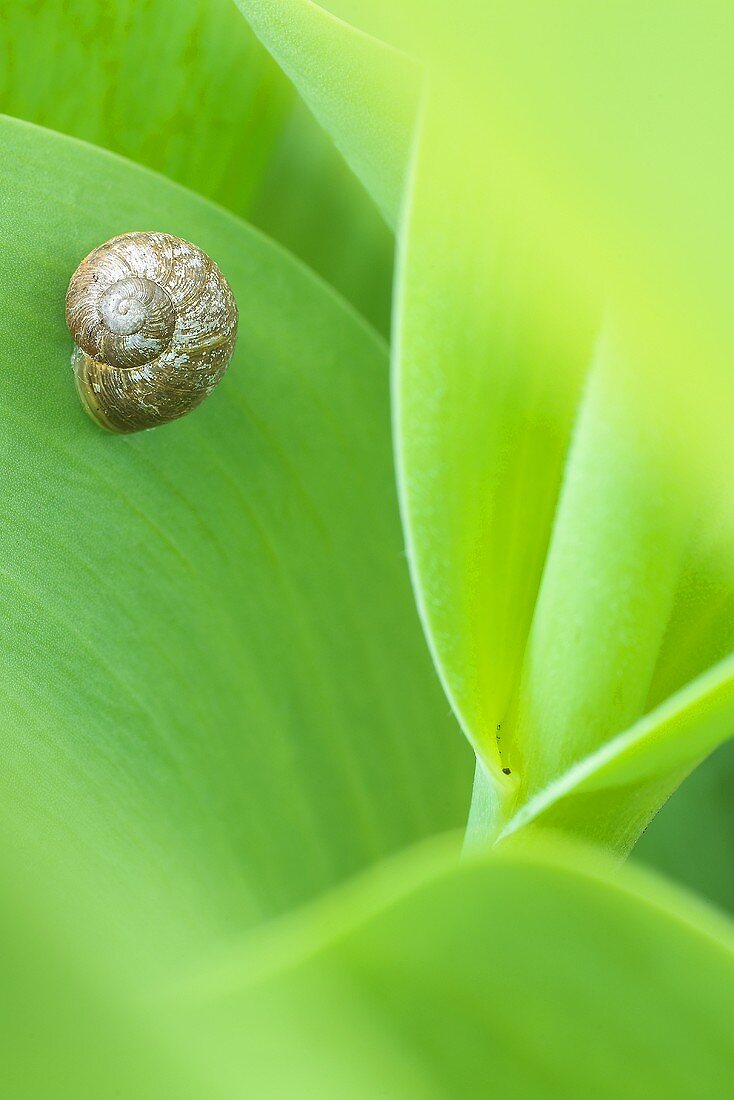 Kleine Schnecke auf Blatt (Nahaufnahme)