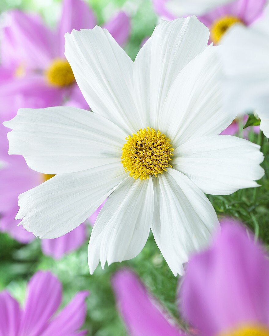 Garden cosmos (Cosmos bipinnatus)