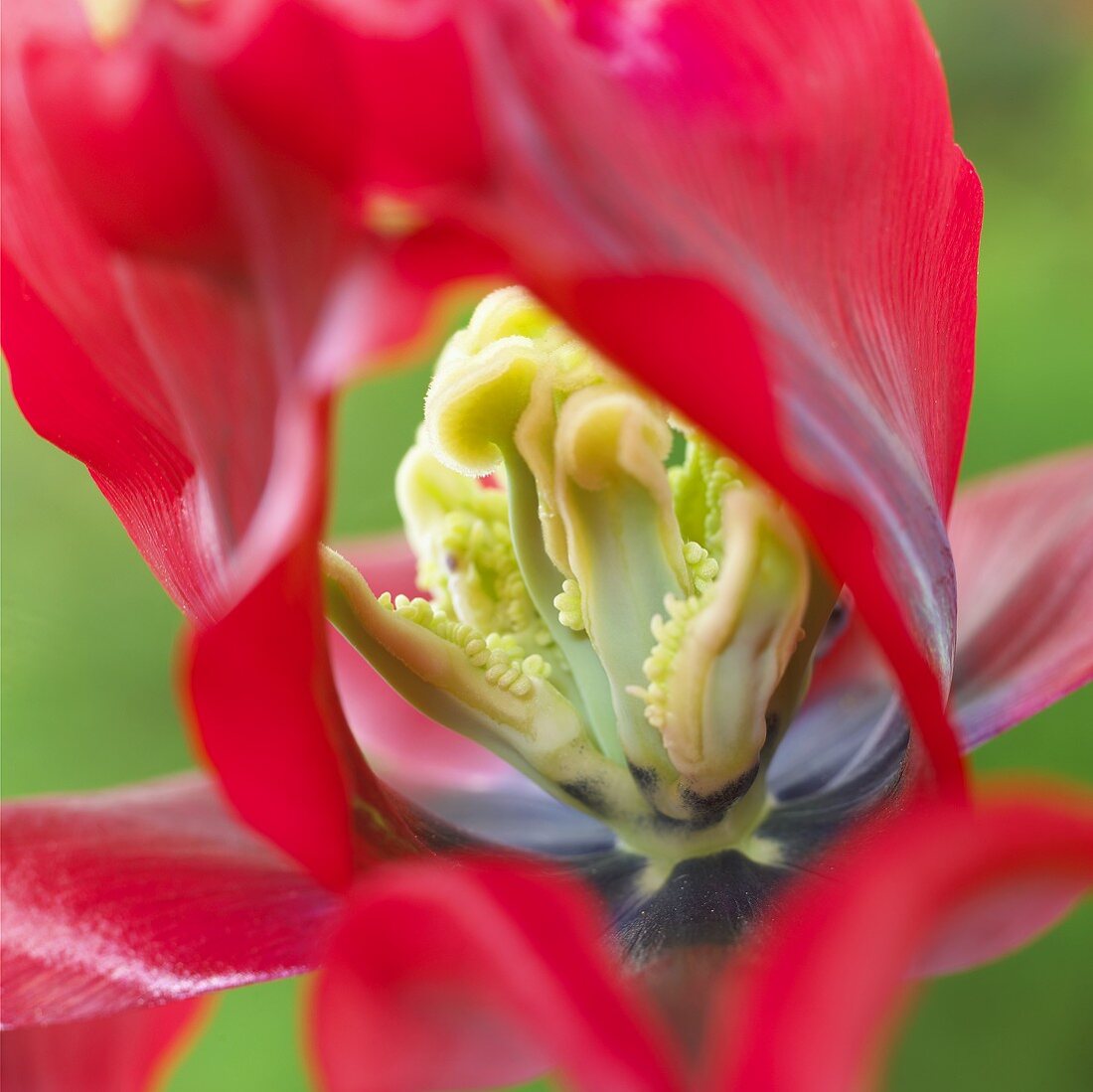 Tulip 'Omnyacc' (close-up)