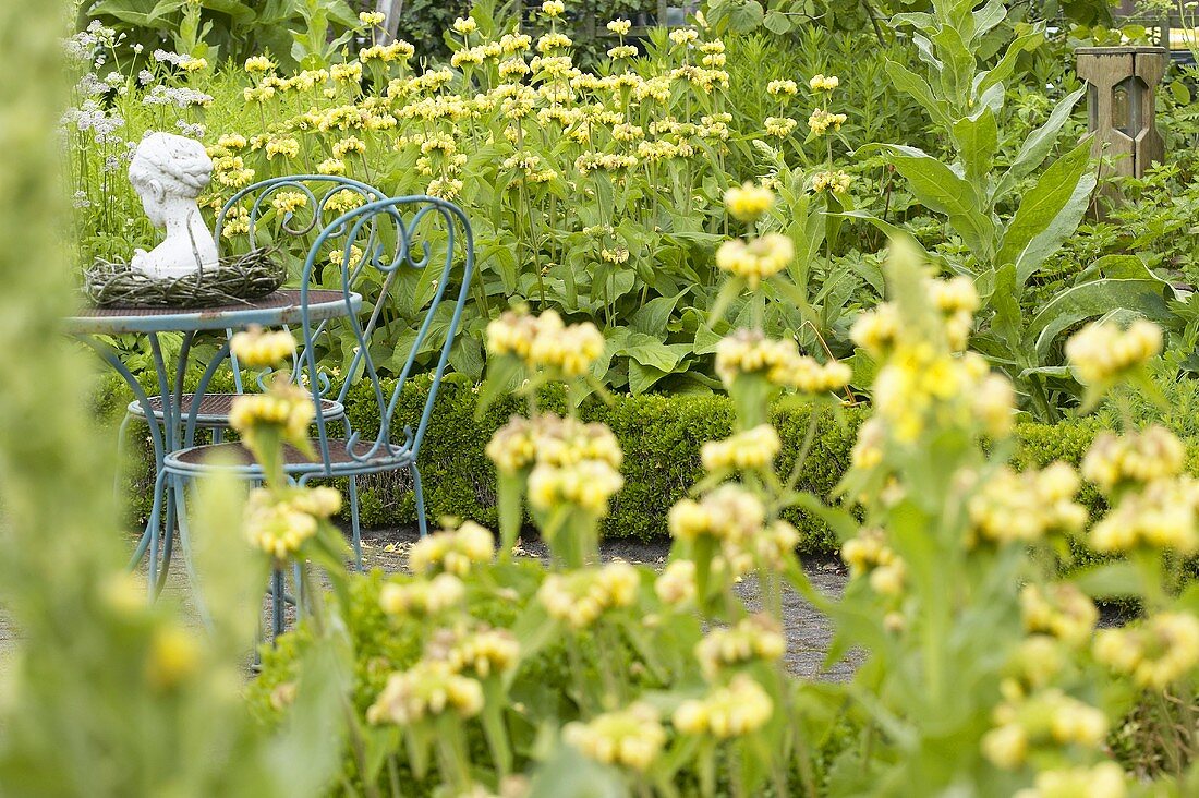 Jerusalem sage (Phlomis russeliana) in garden