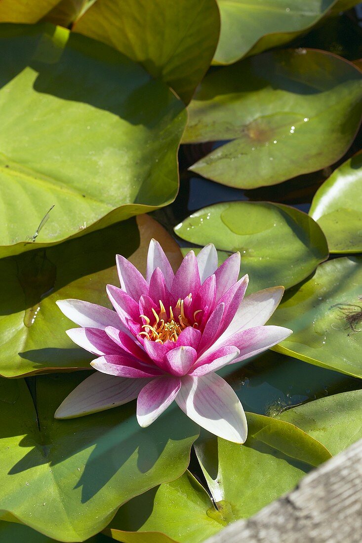 Pink water lily in pond