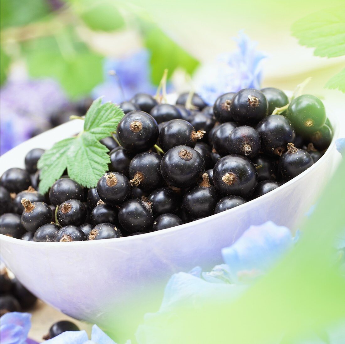 Schwarze Johannisbeeren in Schale