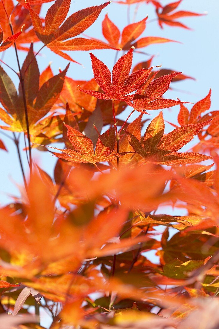 Maple (close-up)