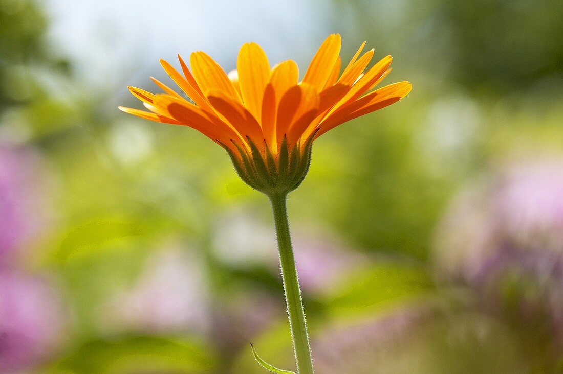 A marigold