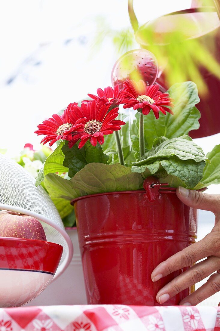 Watering gerbera in pot