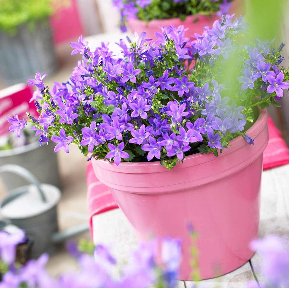 Dalmatian bellflower (Campanula portenschlagiana 'Catharina compact') in pink flowerpot