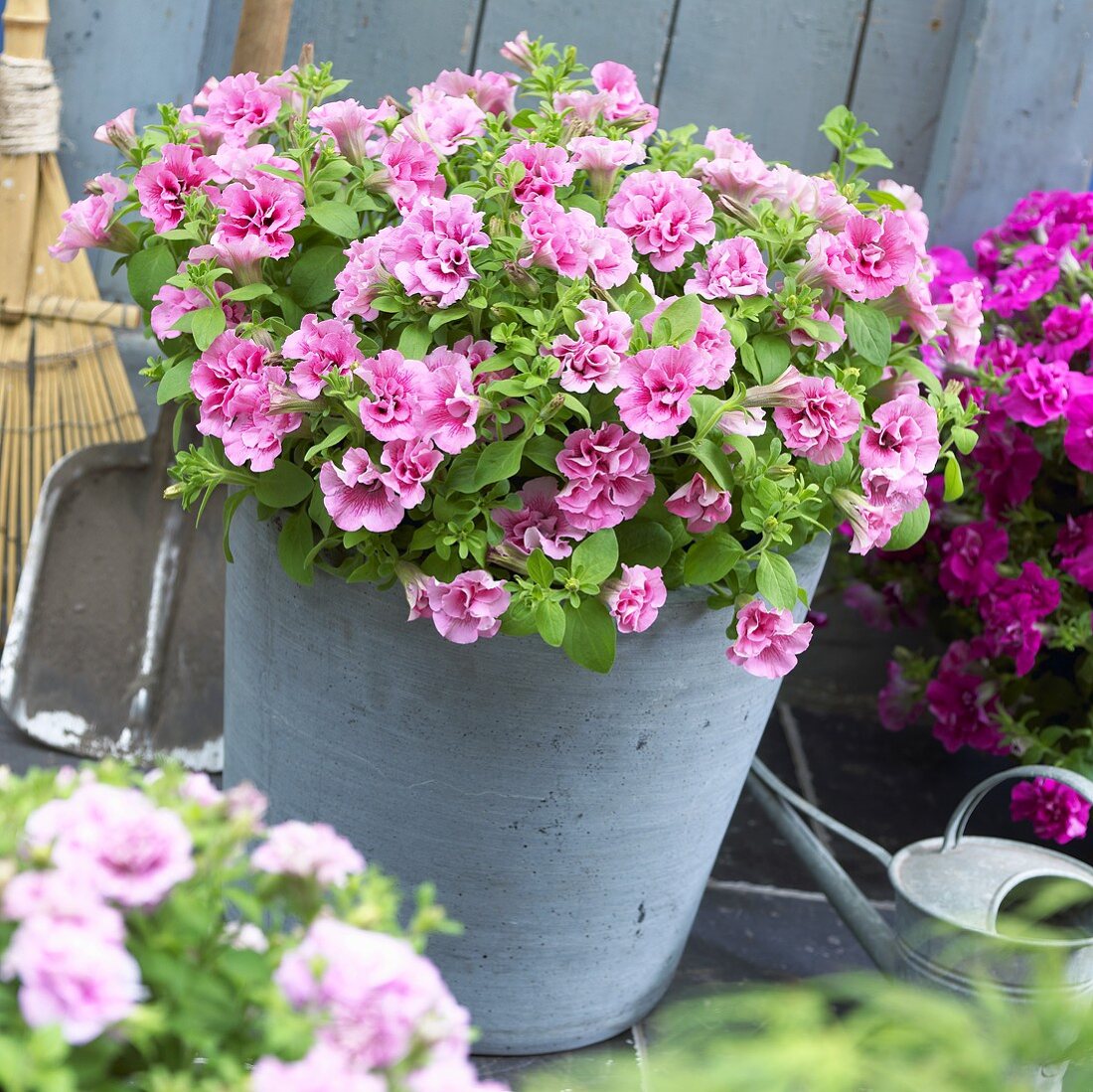 Petunien (Petunia Viva 'Double Pink') im Blumentopf