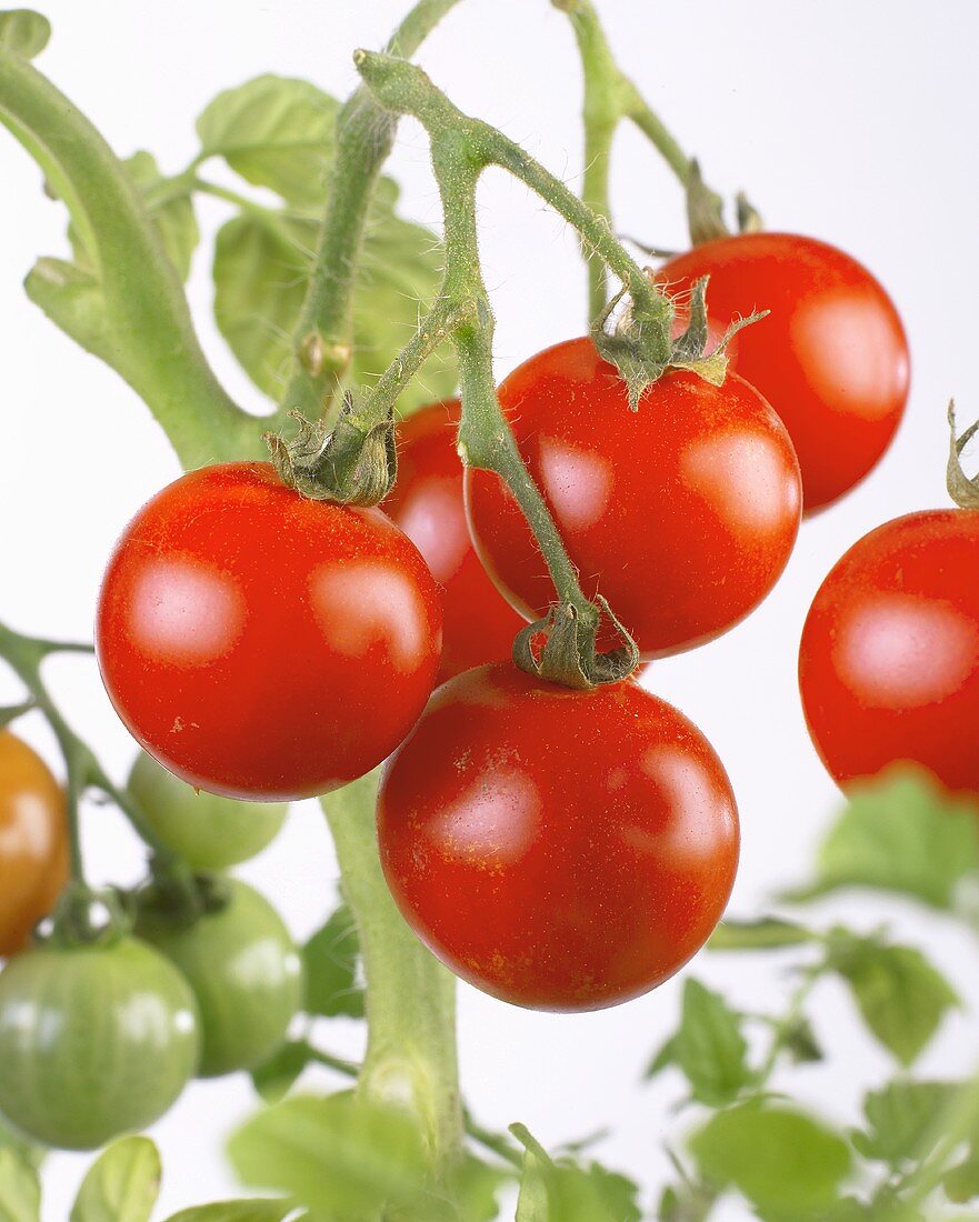 Cherry tomatoes on the plant