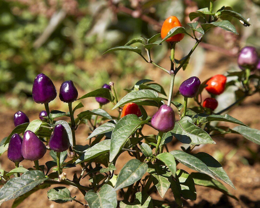 Chillies 'Chinese Five Color' on the plant