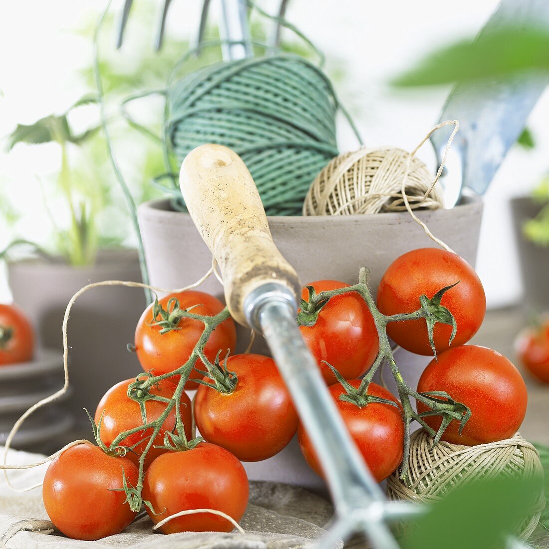 Frische Tomaten, Küchengarn und Gartenwerkzeug