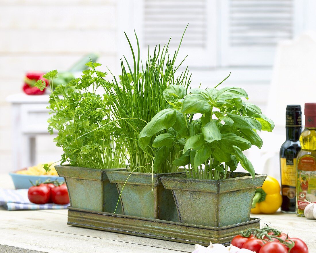 Assorted herbs in pots (basil, chives, parsley)