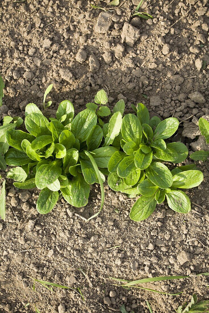 Corn salad in the field