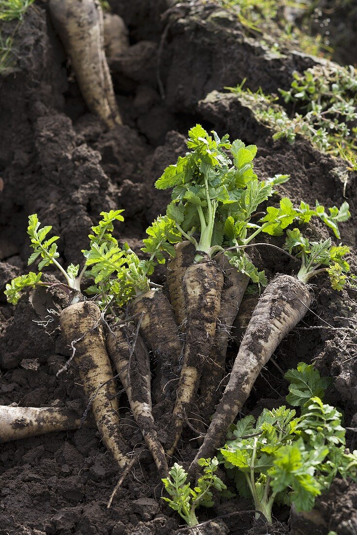 Freshly dug parsnips in the field