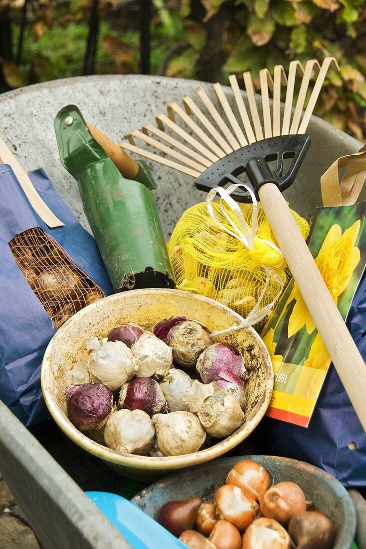 Schubkarre mit Blumenzwiebeln und Gartenwerkzeug
