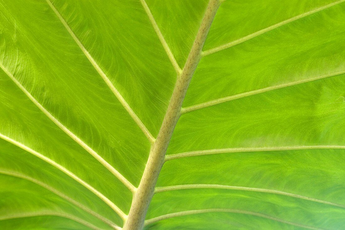 Alocasia leaf