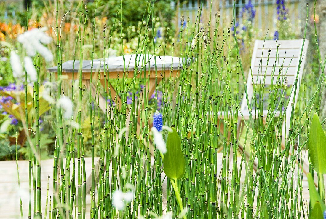 Winter-Schachtelhalm (Equisetum hiemale) im Garten