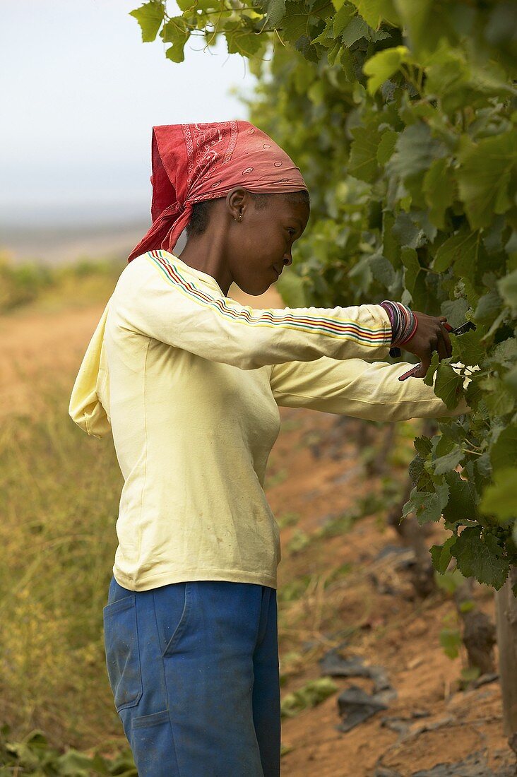 Frau bei Weinlese, Weingut Groote Post, Südafrika