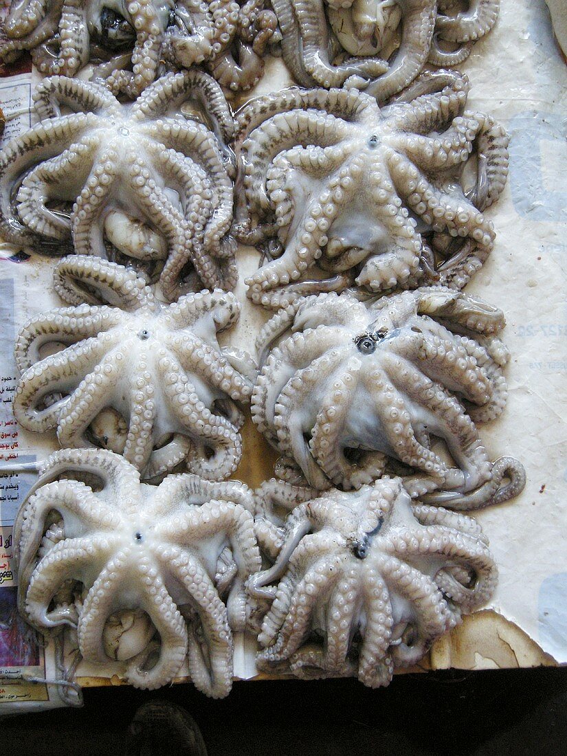 Octopuses